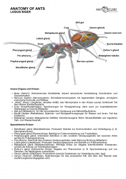 Poster - Anatomie der Ameisen - Lasius niger - 70x100